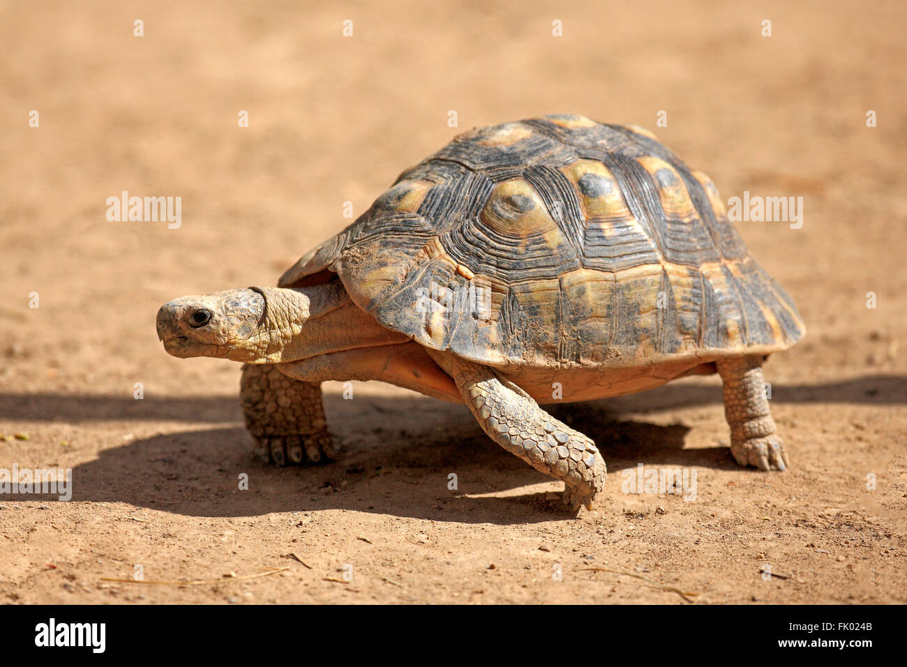 Angulate Tortoise, Addo Elephant Nationalpark, Eastern Cape, Südafrika, Afrika / (Chersina Angulata) Stockfoto