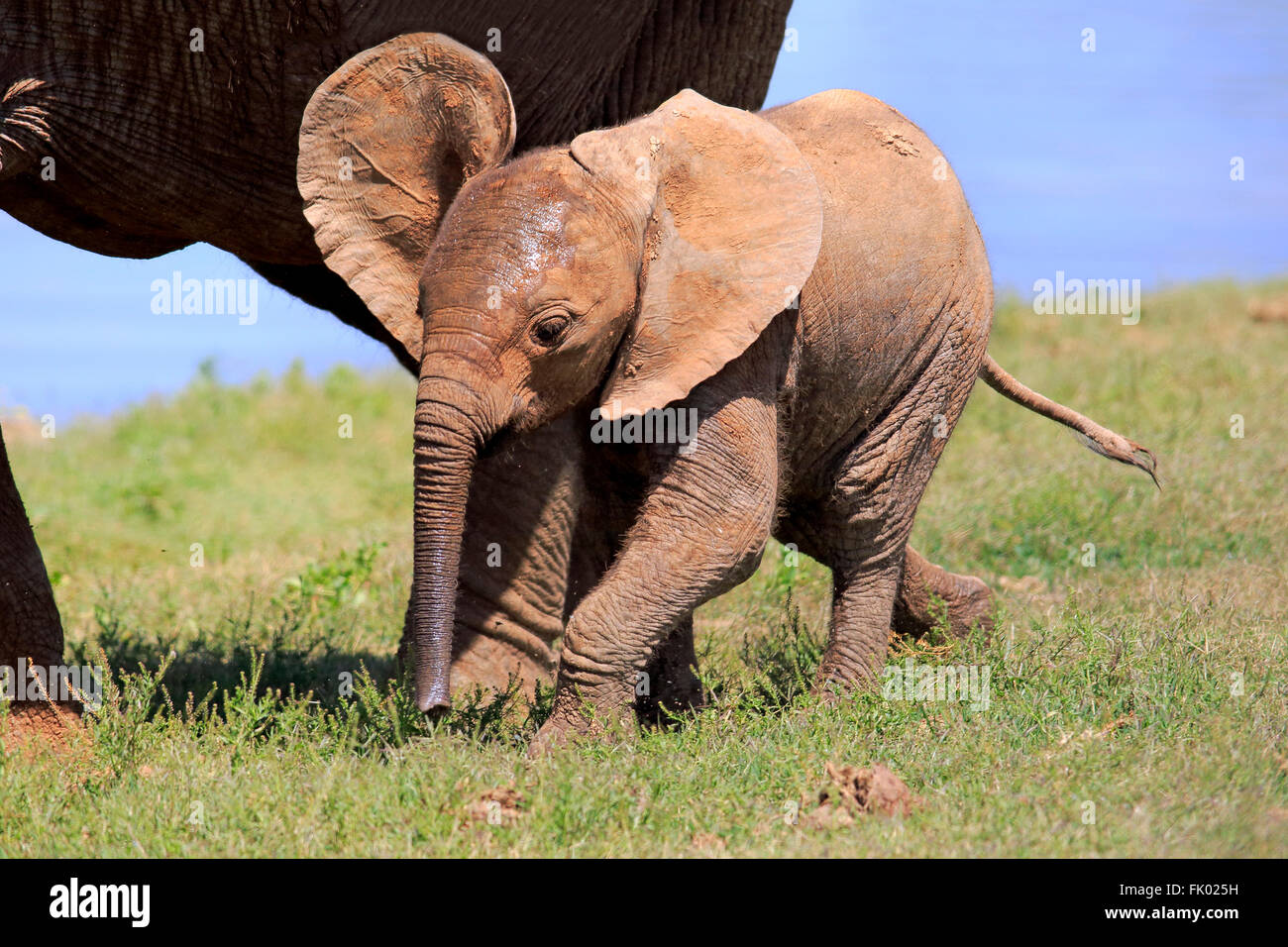 Afrikanischer Elefant, jung, Addo Elephant Nationalpark, Eastern Cape, Südafrika, Afrika / (Loxodonta Africana) Stockfoto