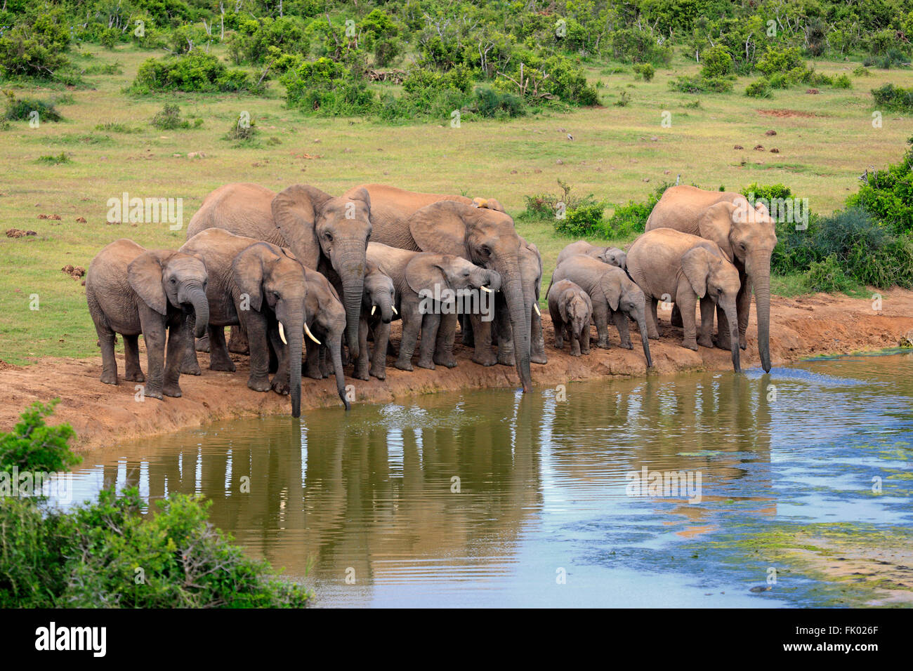 Afrikanische Elefanten Herde am Wasserloch, Addo Elephant Nationalpark, Eastern Cape, Südafrika, Afrika / (Loxodonta Africana) Stockfoto