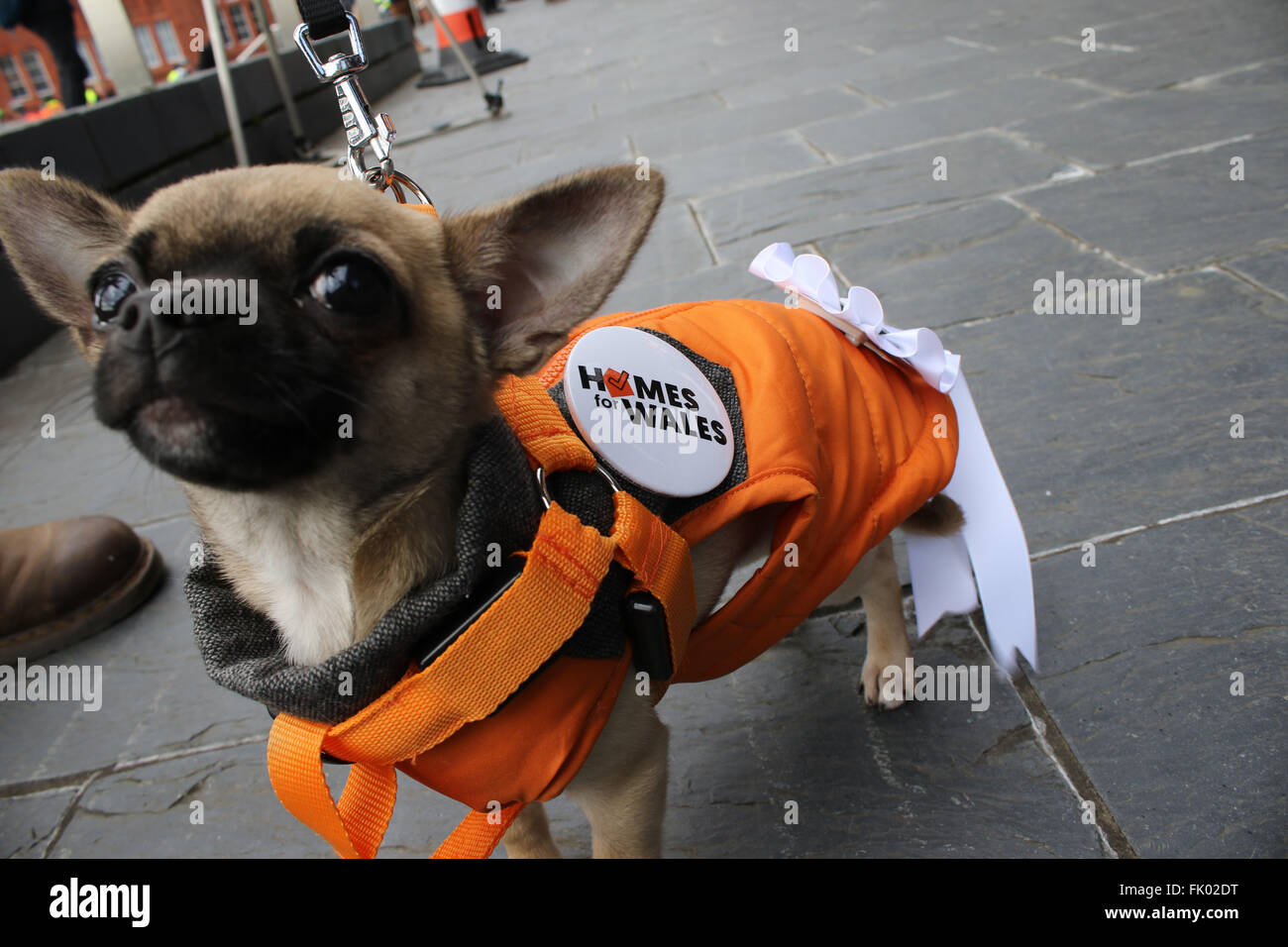 Frank, einem 4 Monate alten Chihuahua schließt sich einen Protest an der Senedd, Cardiff als Teil der Häuser für Wales-Kampagne für das Recht auf eine anständige erschwingliches Zuhause ihr eigen nennen. Stockfoto