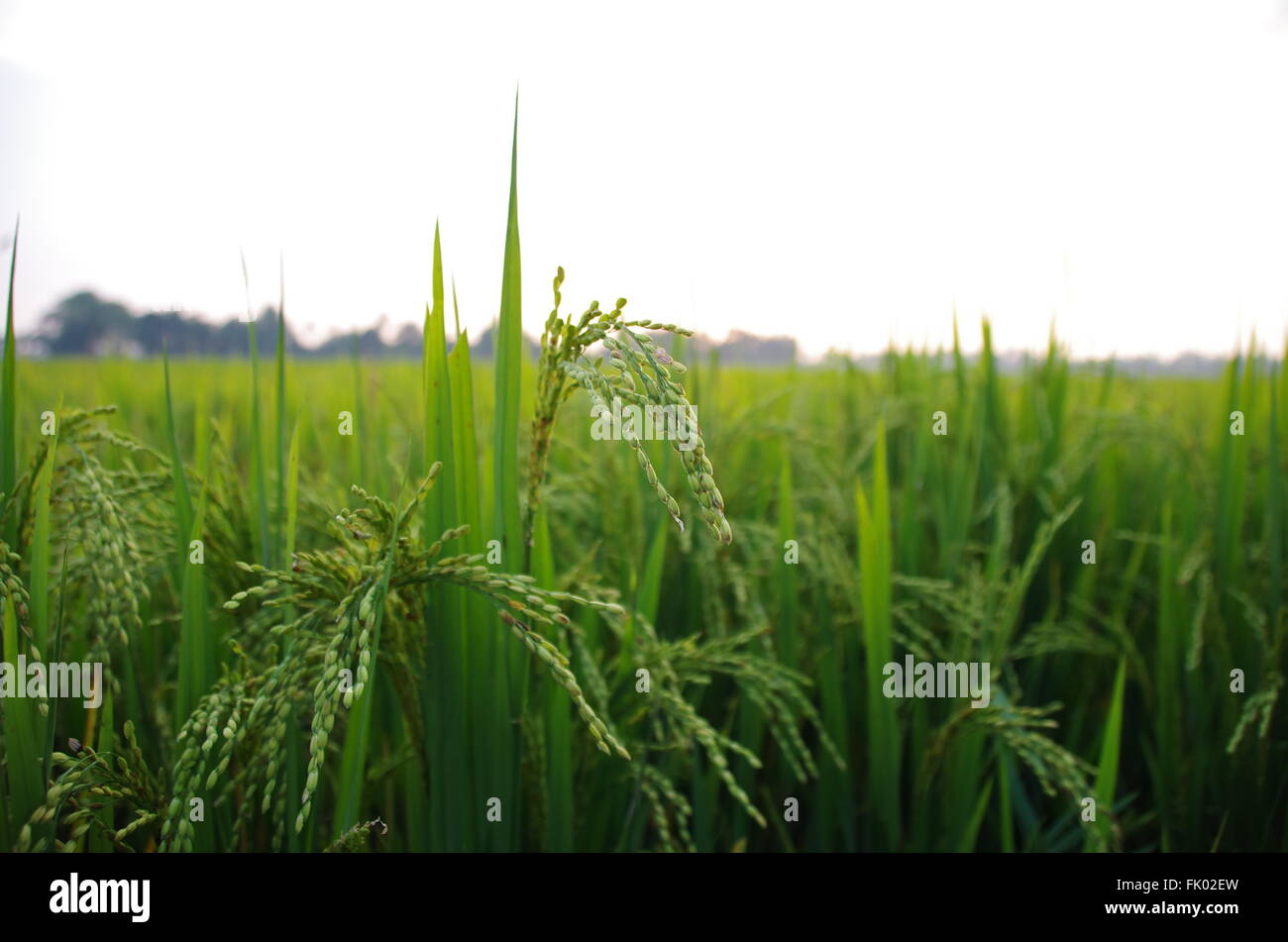 Reisfeld Stockfoto