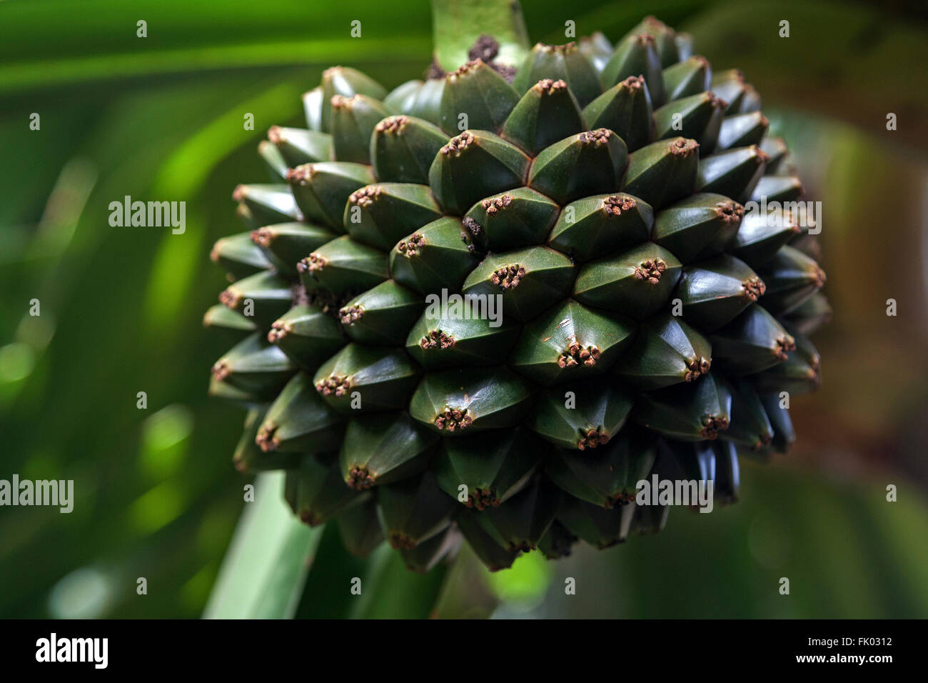 Frucht der Schraube Kiefer (Pandanus), Reunion Stockfoto
