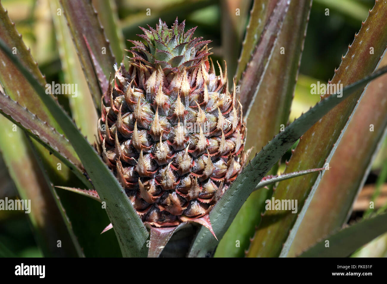 Ananas Pflanze (Ananas Comosus) mit Obst, Reunion Stockfoto
