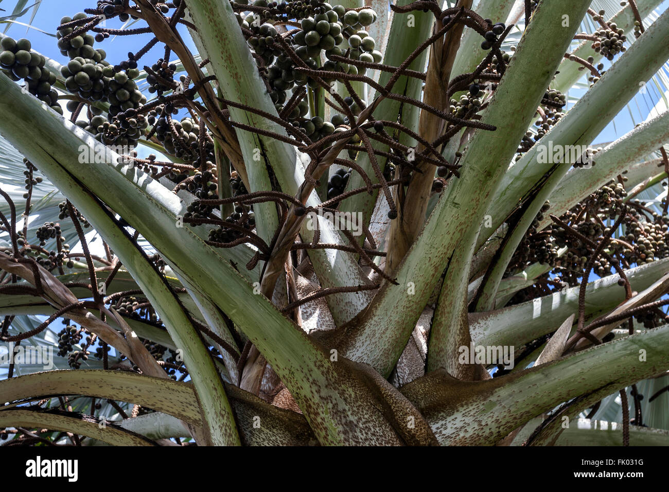 Palmenart Palme (Corypha Umbraculifera), Detail, Reunion Stockfoto