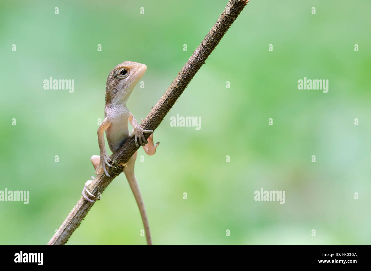 Eidechse auf Zweig Stockfoto