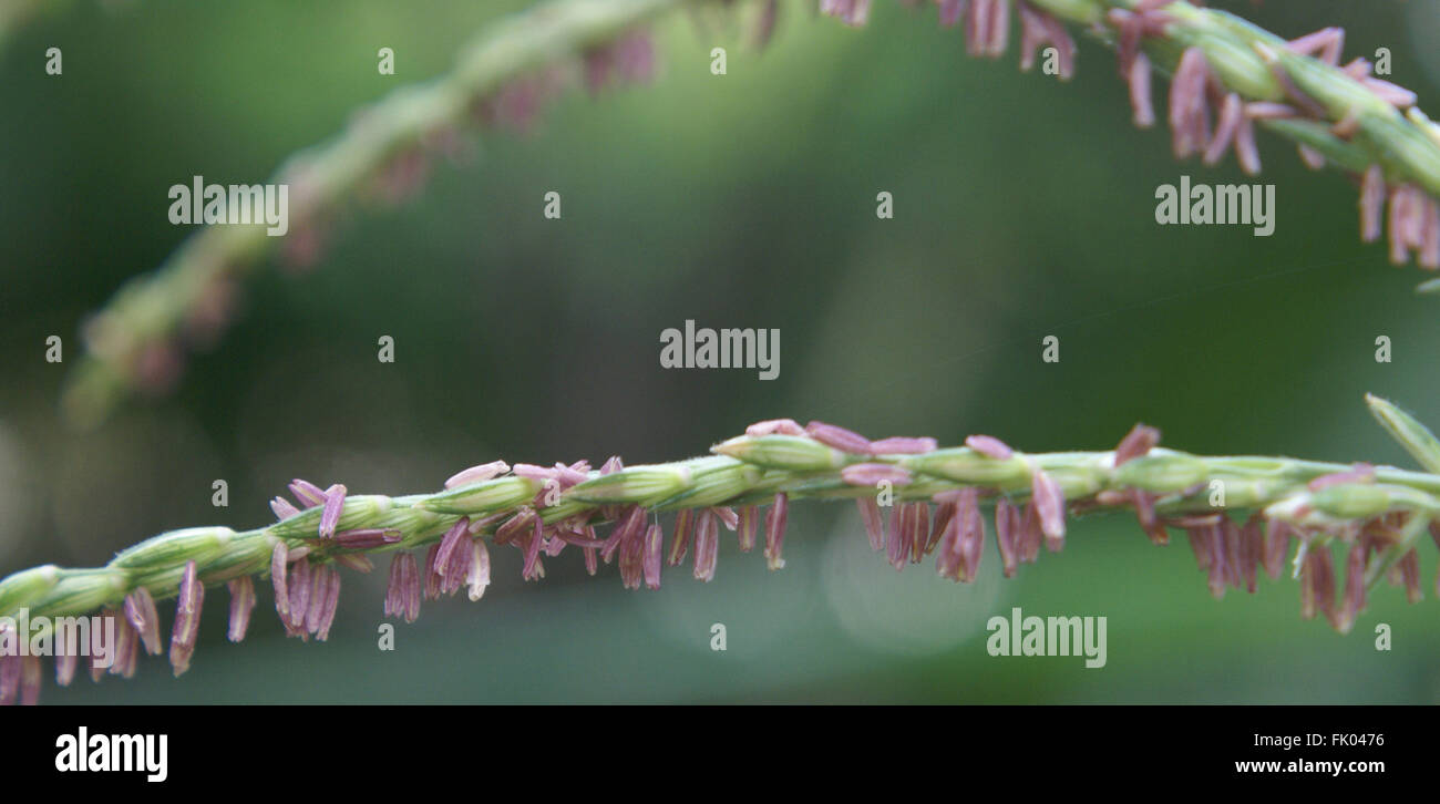 Zea Mays, Mais-Pflanze mit Portion männlicher Blütenstand Ährchen und blass violetten Antheren, terminal Quaste bilden zeigen Stockfoto