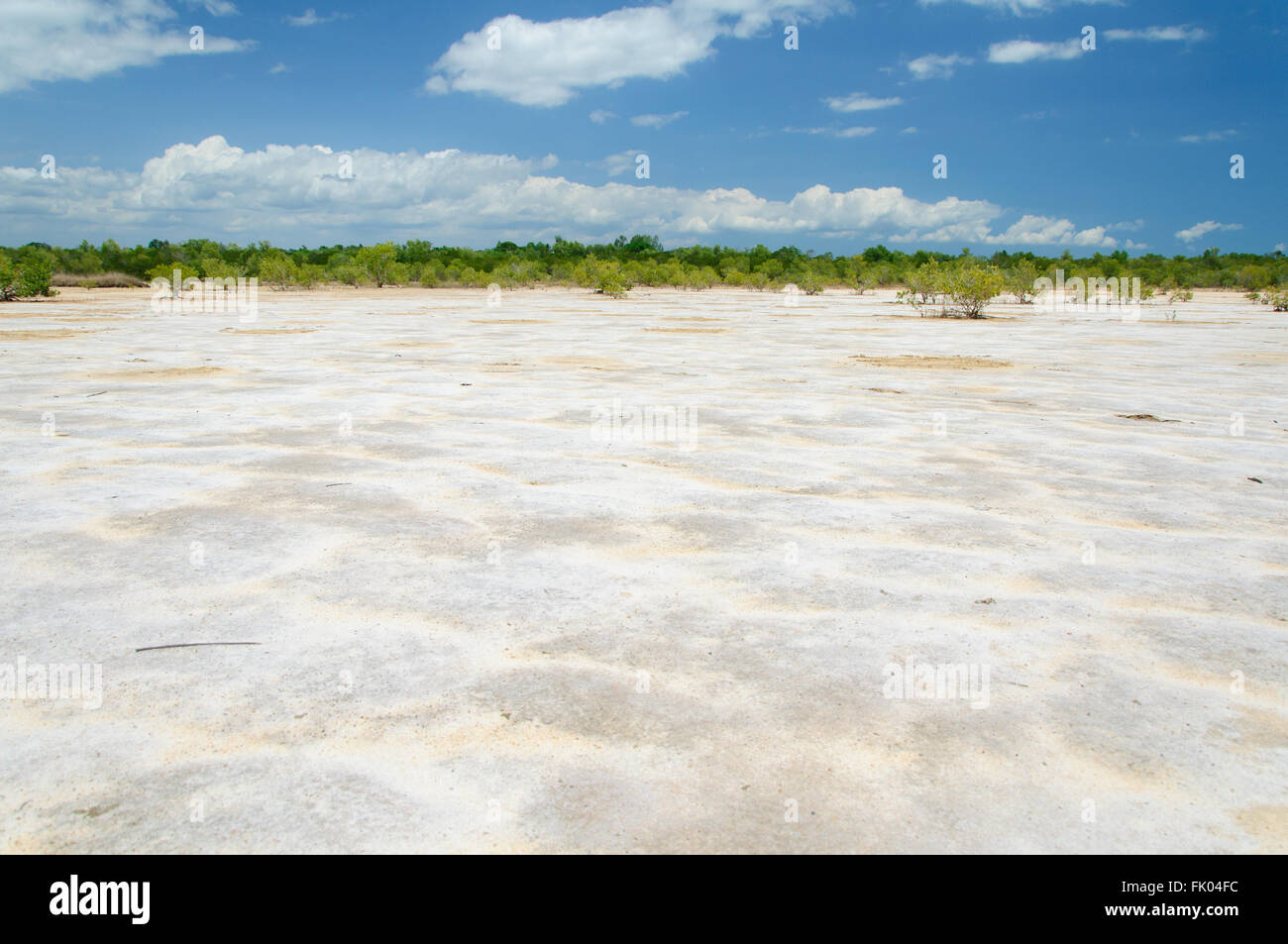 Rhizophora Mucronata: Mangrovengebiet ausgetrocknet Stockfoto