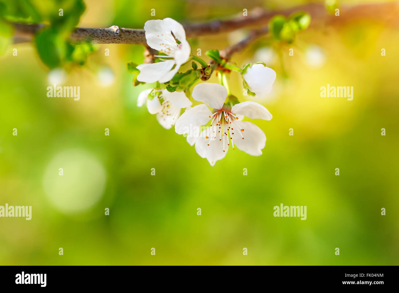 Schönen Apfelbaum blüht, sanfte kleine weiße Blüten am Zweig über Unschärfe grünen Hintergrund, Schönheit der Frühjahrssaison Stockfoto