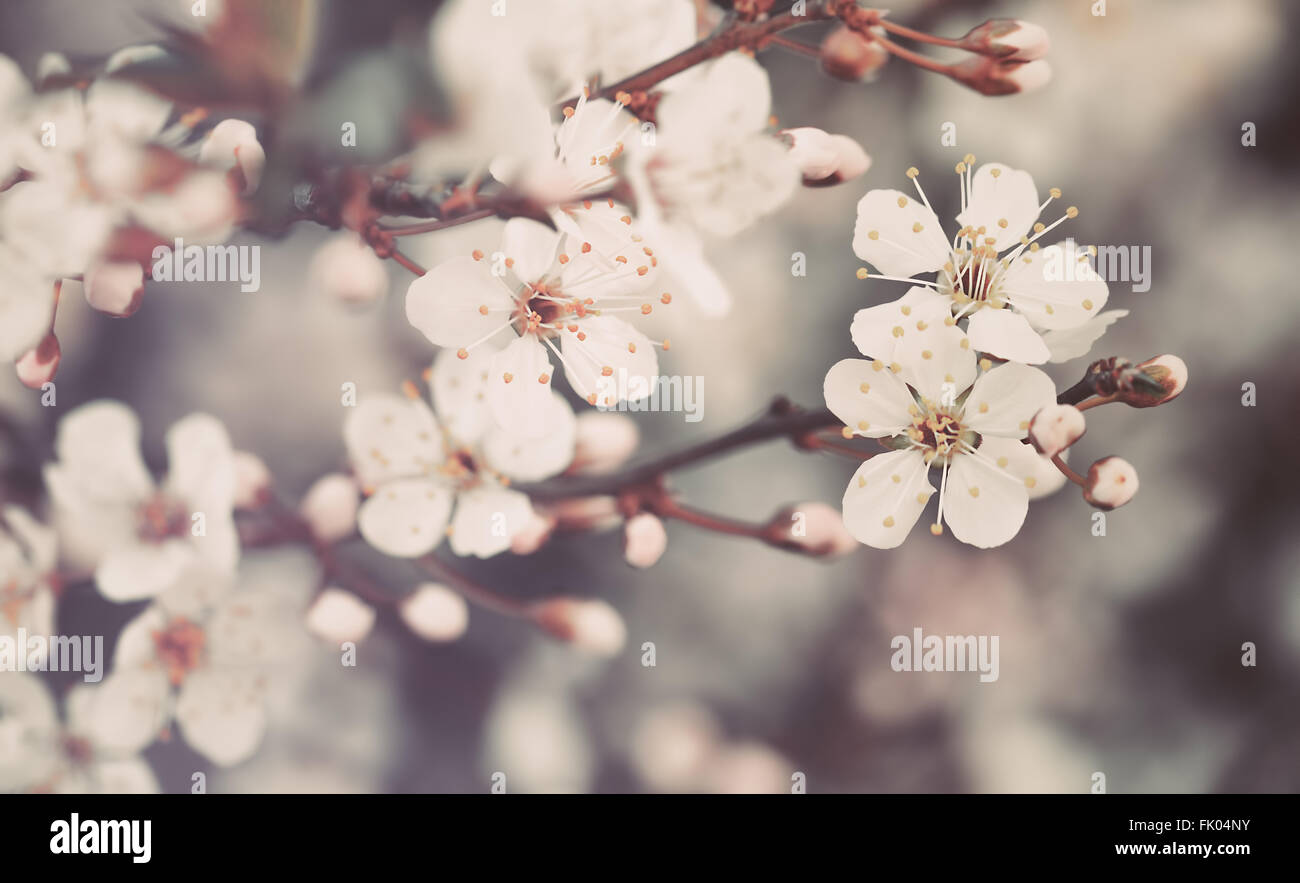 Schöne Vintage floral-Hintergrund, sehen Sie sanfte kleine weiße Blüten des Apfelbaums, erstaunliche auf Frühjahr blühende, bildende Kunst Stockfoto