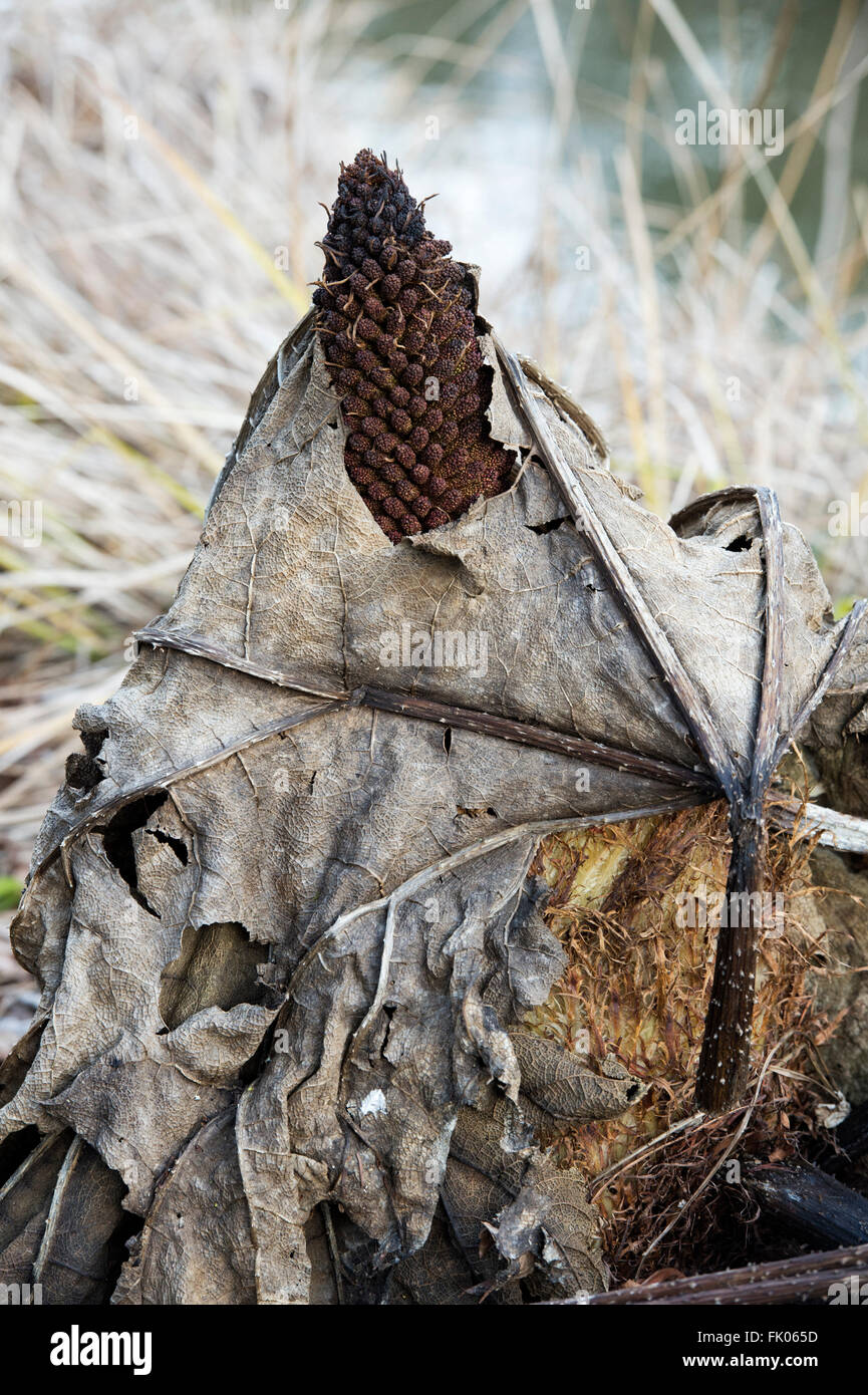 Alten toten Gunnera Dolmetsch/Giant Rhabarber Pflanzenblätter im Februar. Großbritannien Stockfoto