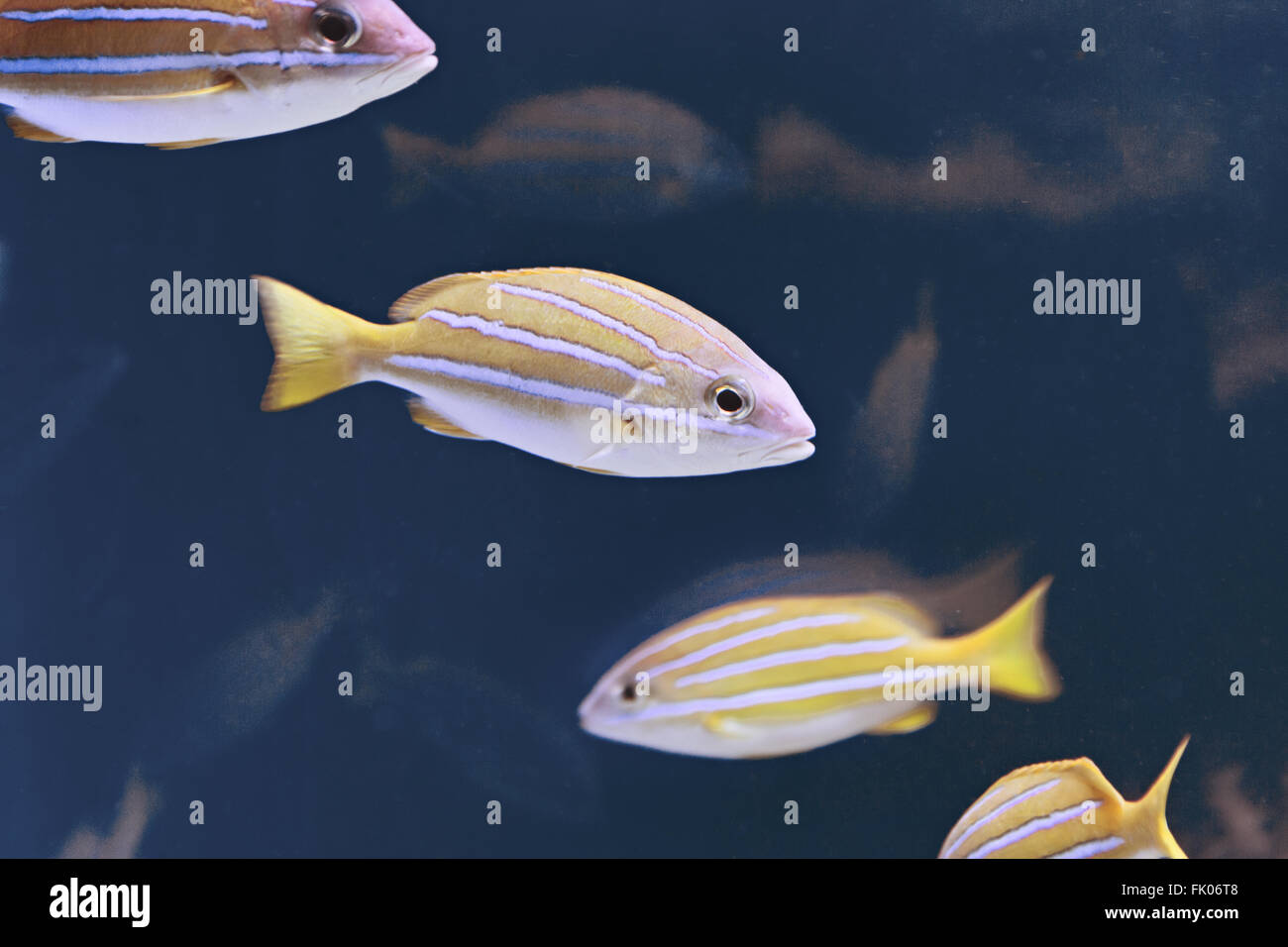 Unterwasser Fischen schwimmen Stockfoto