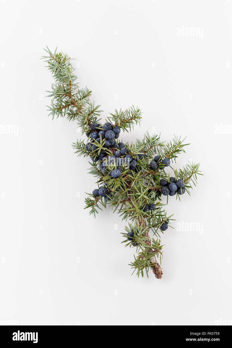 Wacholder-Zweig mit Beeren, auf weißem Hintergrund Stockfoto