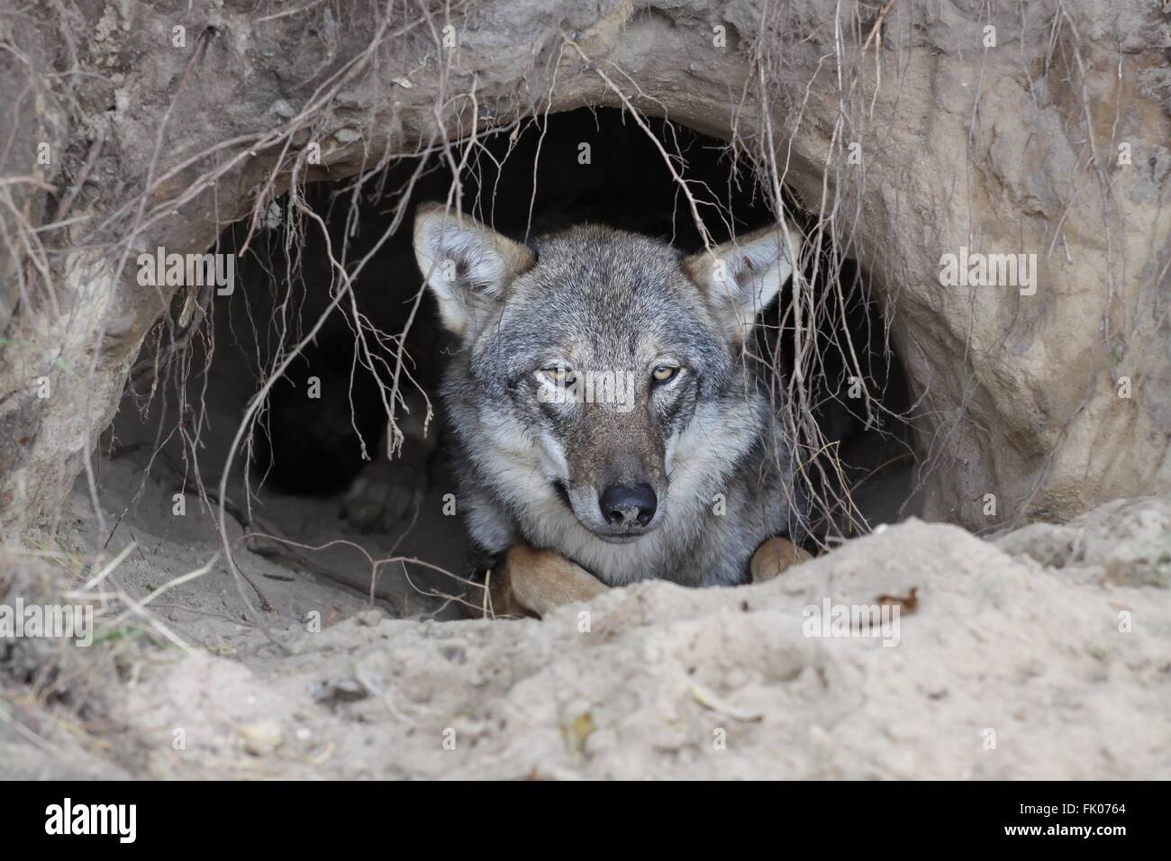 Wolf in einem Fuchsbau Stockfoto