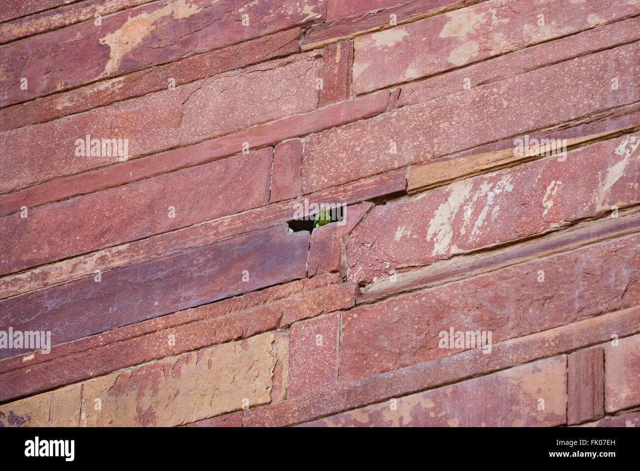 Agra, Indien. Grüner Sittich peering aus Lücke in der Mauer. Stockfoto