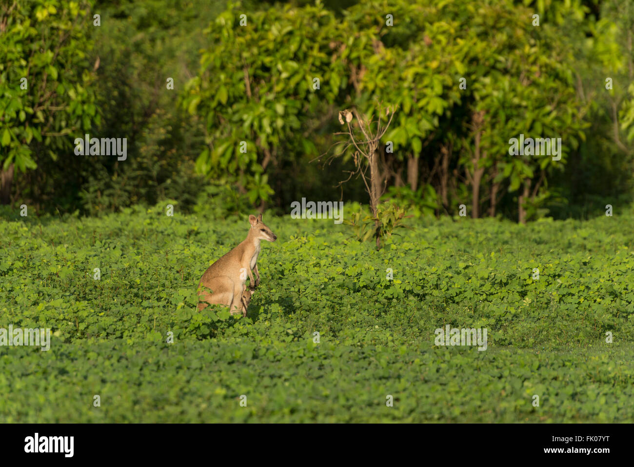 Agile Wallaby (Macropus Agilis). Das Top End am häufigsten Känguru ist der Agile Wallaby. Es hat charakteristische weiße Streifen auf i Stockfoto