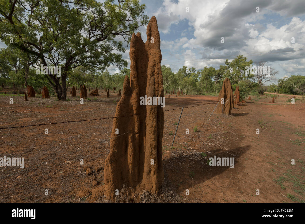 Termitenhügel im Northern Territory. Ein alltäglicher Anblick im Top End von Australien, diese Dämme des Schmutzes sind Heimat für den Rasen Stockfoto