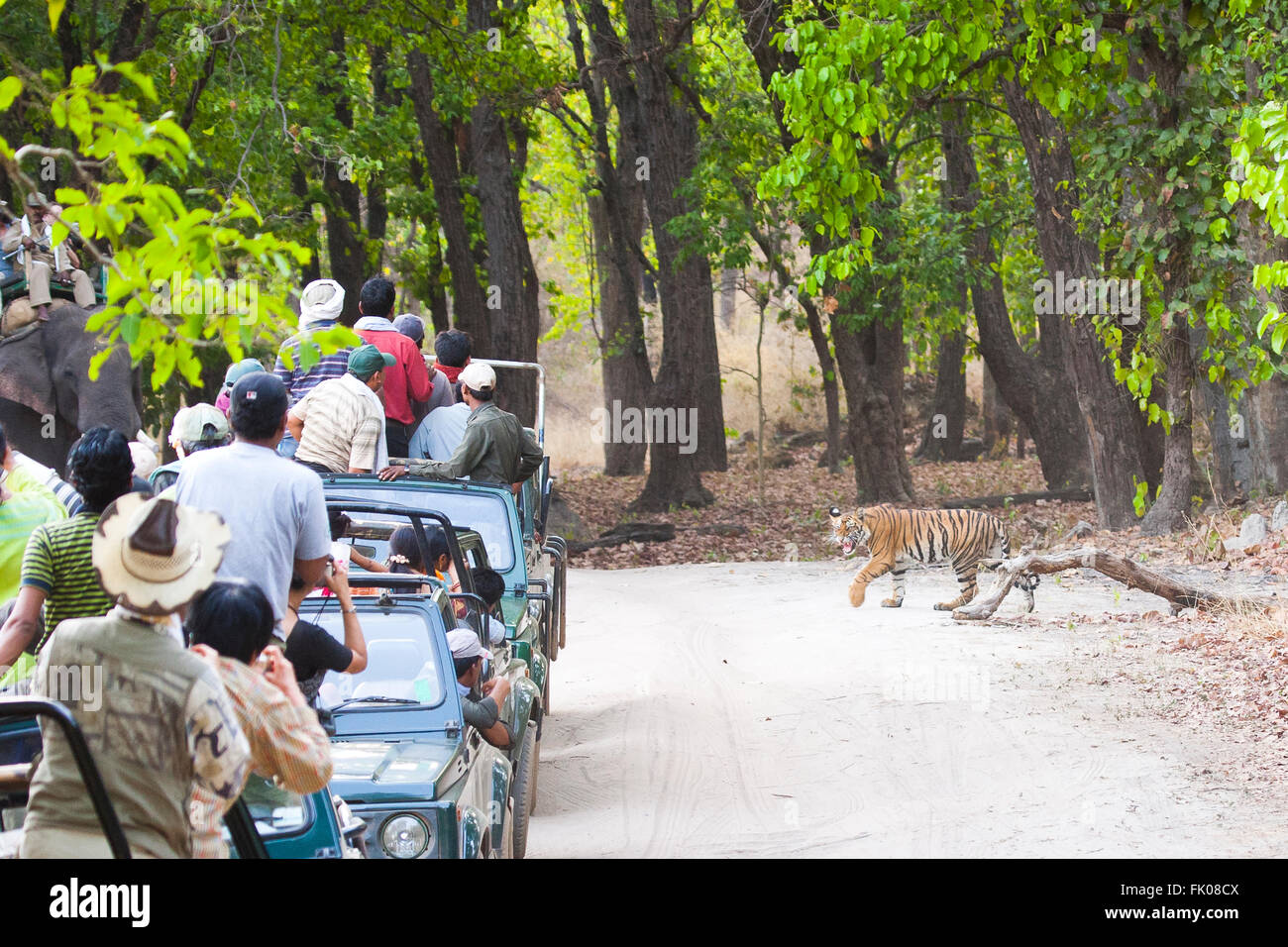 Bandhavgarh, Madhya Pradesh, Indien. Royal Bengal Tiger knurrend an Touristen in Jeeps. Stockfoto