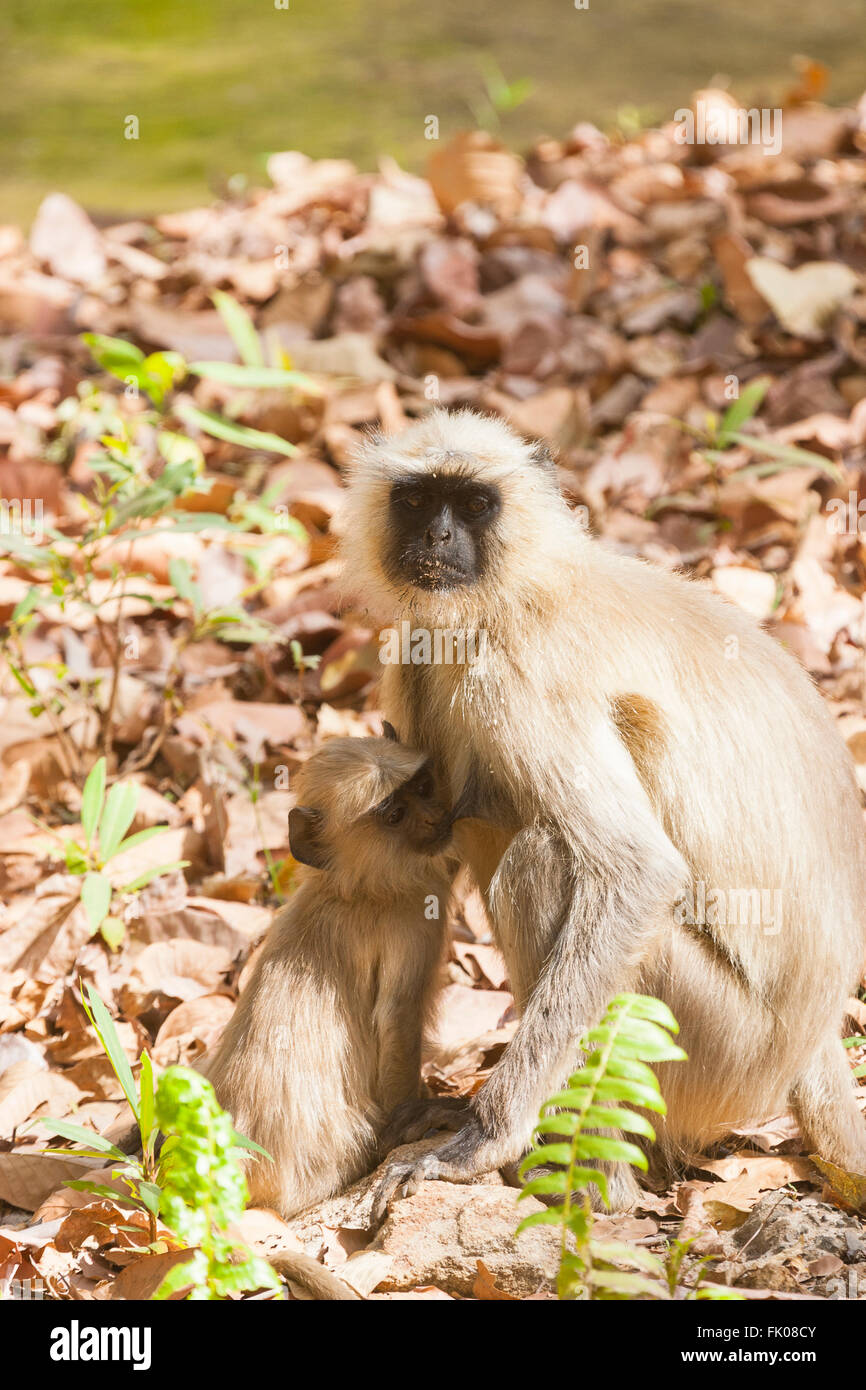 Bandhavgarh, Madhya Pradesh, Indien. Südliche Tiefebene grauen Languren (Semnopithecus Dussumieri) Kind füttern. Stockfoto