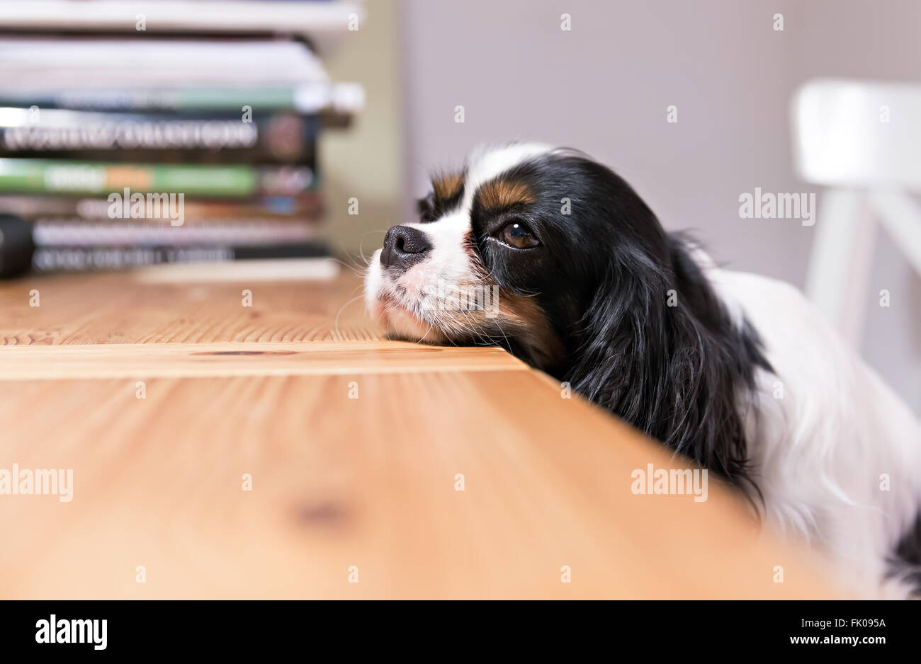 niedlichen Hund legt seinen Kopf auf den Tisch Stockfoto