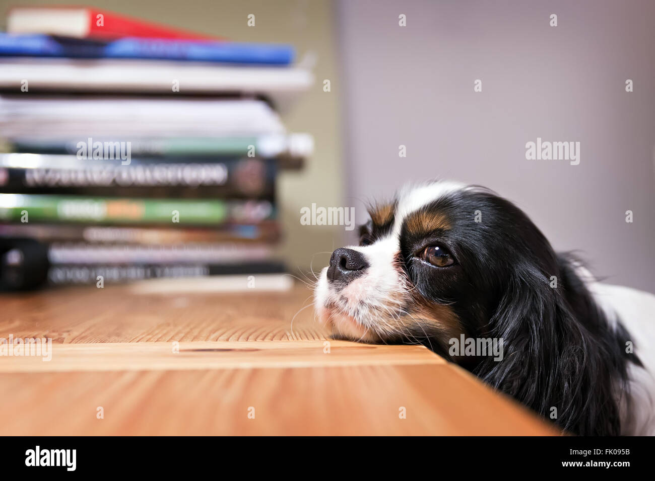 niedlichen Hund legt seinen Kopf auf den Tisch Stockfoto