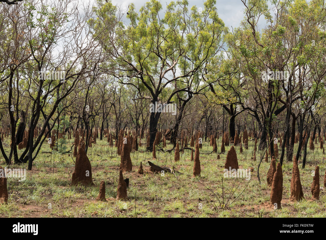 Termite Hügel frisch verbrannten Gum Bäumen im Northern Territory. Ein alltäglicher Anblick im Top End von Australien, diese moun Stockfoto
