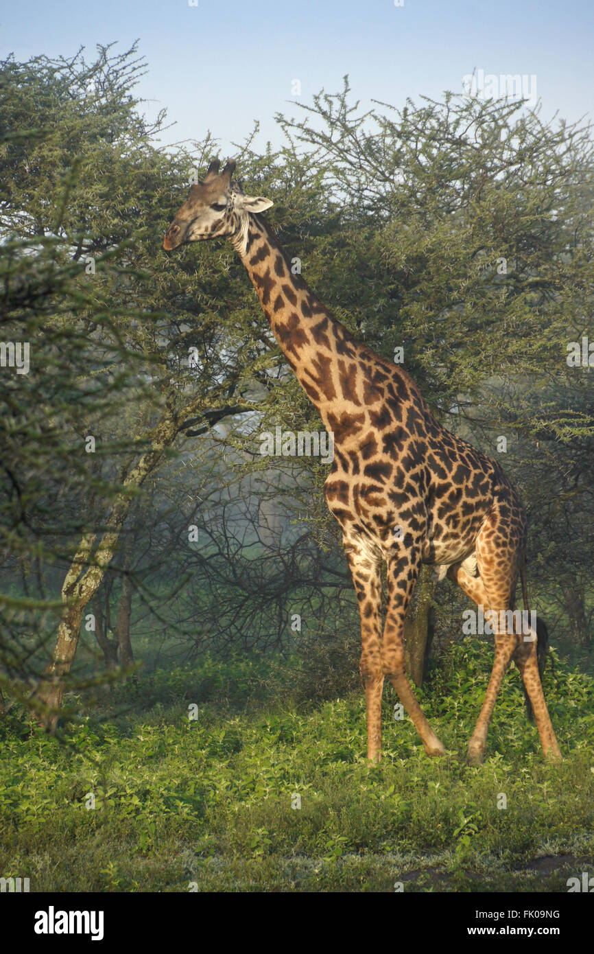 Masai-Giraffe (männlich), Ngorongoro Conservation Area (Ndutu), Tansania Stockfoto