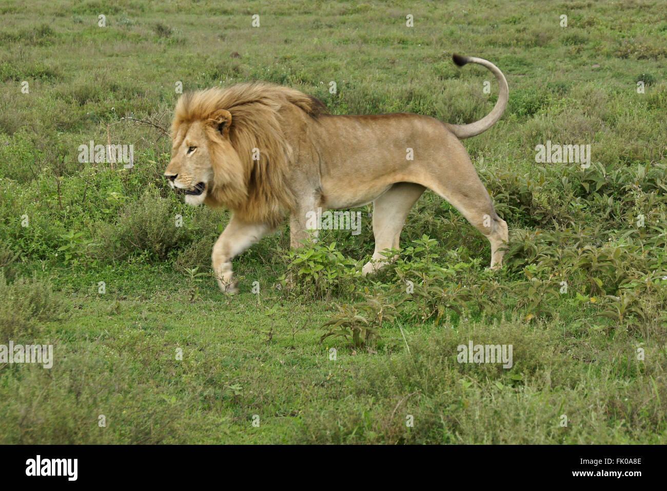 Männlicher Löwe Wandern, Ngorongoro Conservation Area (Ndutu), Tansania Stockfoto