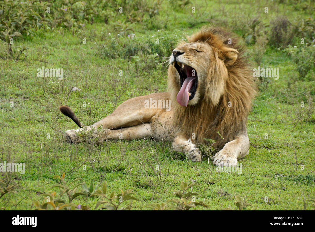 Männliche Löwen Gähnen, Ngorongoro Conservation Area (Ndutu), Tansania Stockfoto