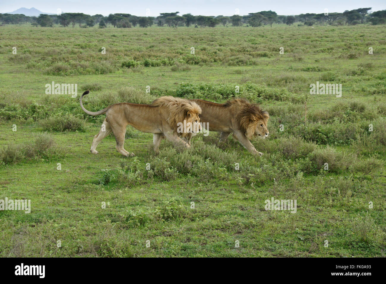 Zwei männliche Löwen (Brüder) Wandern, Ngorongoro Conservation Area (Ndutu), Tansania Stockfoto