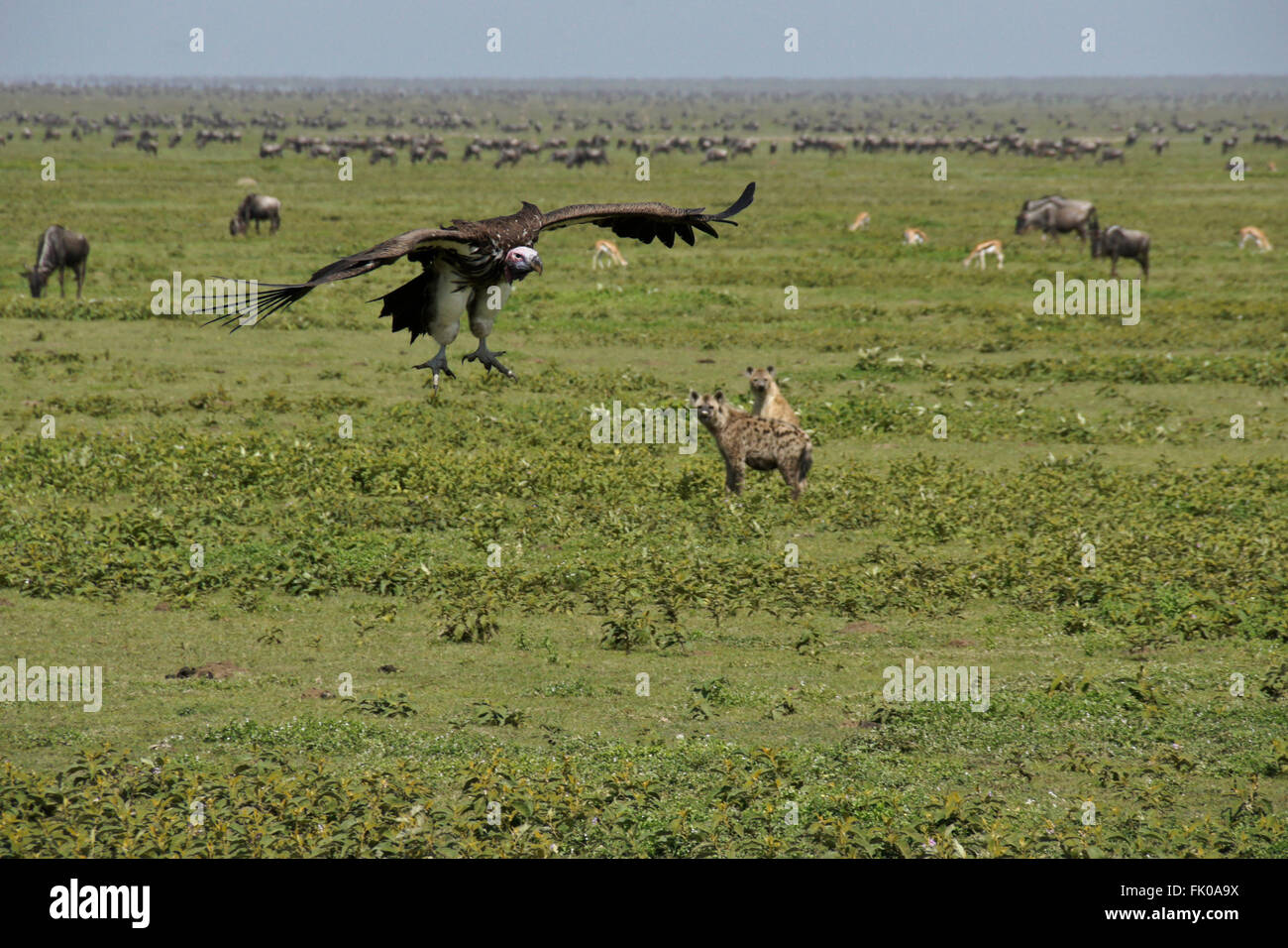 Ohrengeier konfrontiert (nubischen) Geier kommen für eine Landung auf einem Kill, Ngorongoro Conservation Area (Ndutu), Tansania Stockfoto