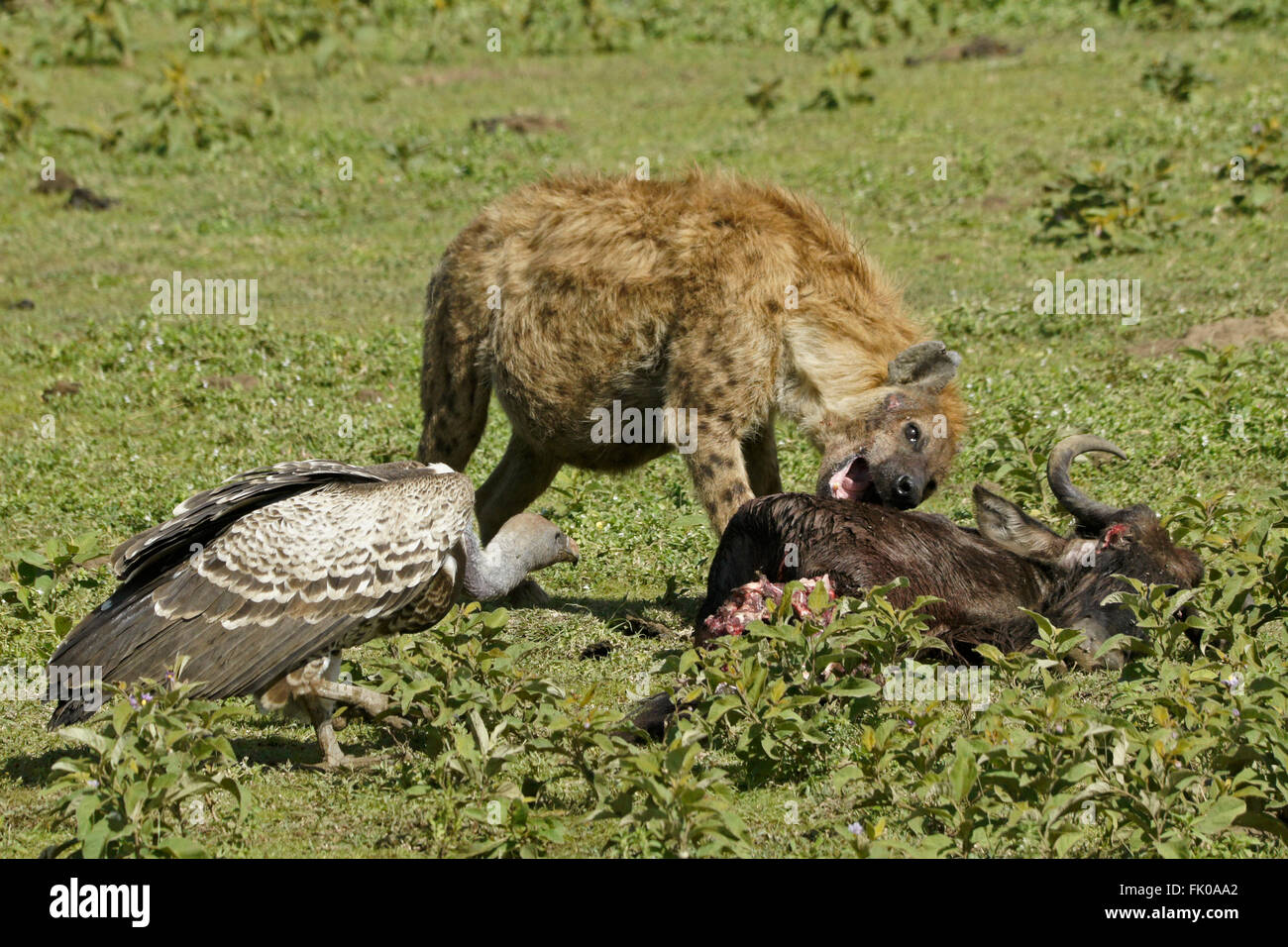 Schwanger gefleckte Hyäne und Ruppells Gänsegeier auf Gnus zu töten, Ngorongoro Conservation Area (Ndutu), Tansania Stockfoto