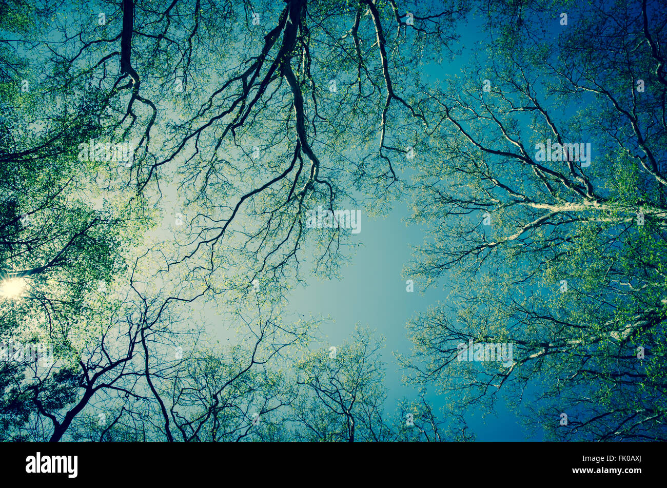 Sonne im dunklen Himmel über Äste Stockfoto