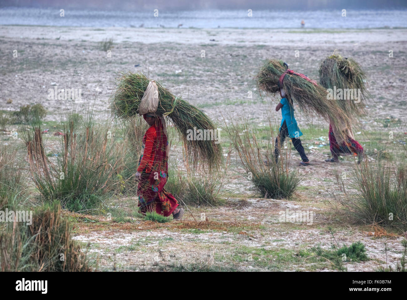 Frauen in Agra, Uttar Pradesh, Indien Rasen auf dem Kopf tragen Stockfoto