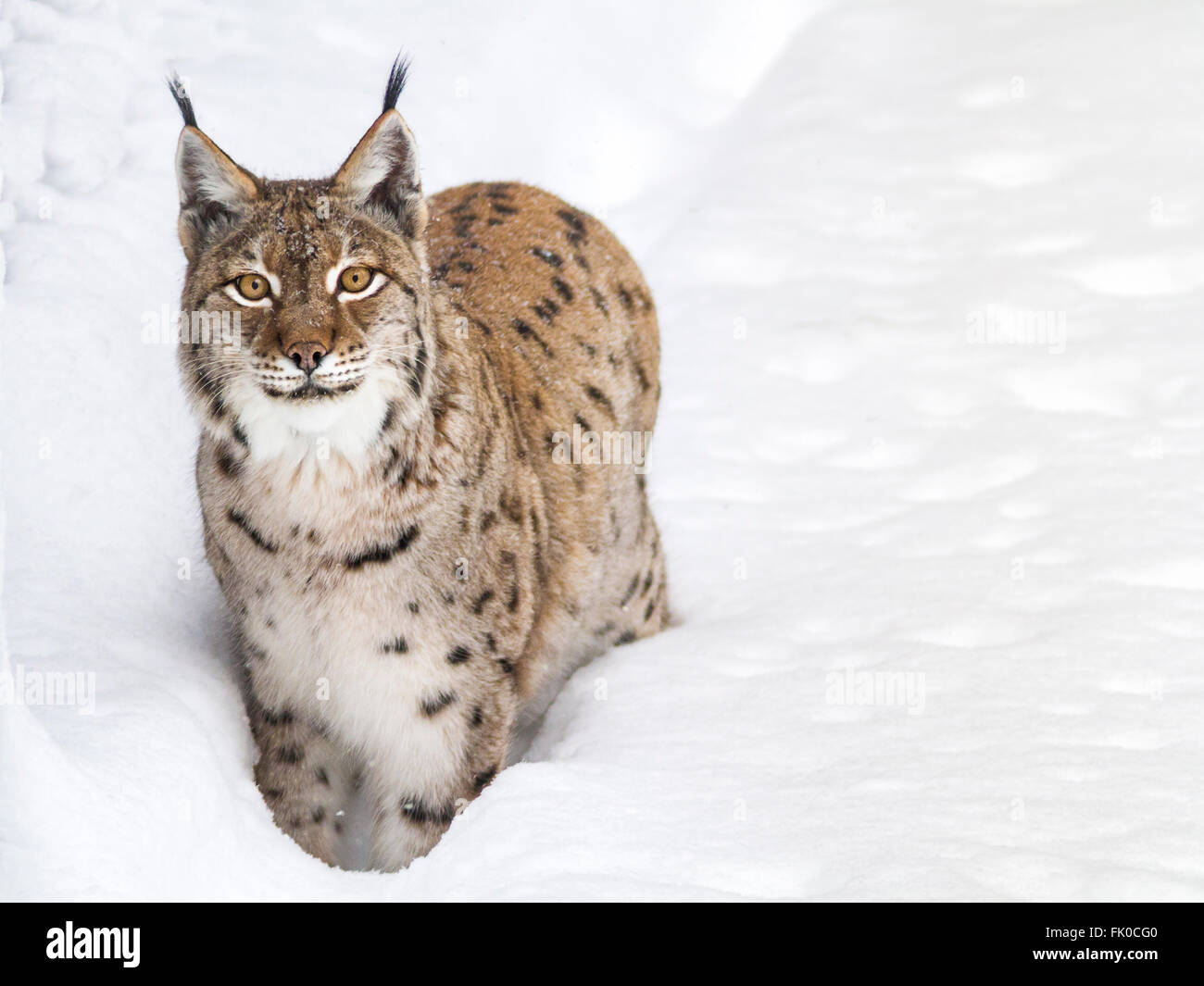 Eurasischer Luchs (Lynx Lynx) Europäische Luchse Wandern im Schnee Stockfoto
