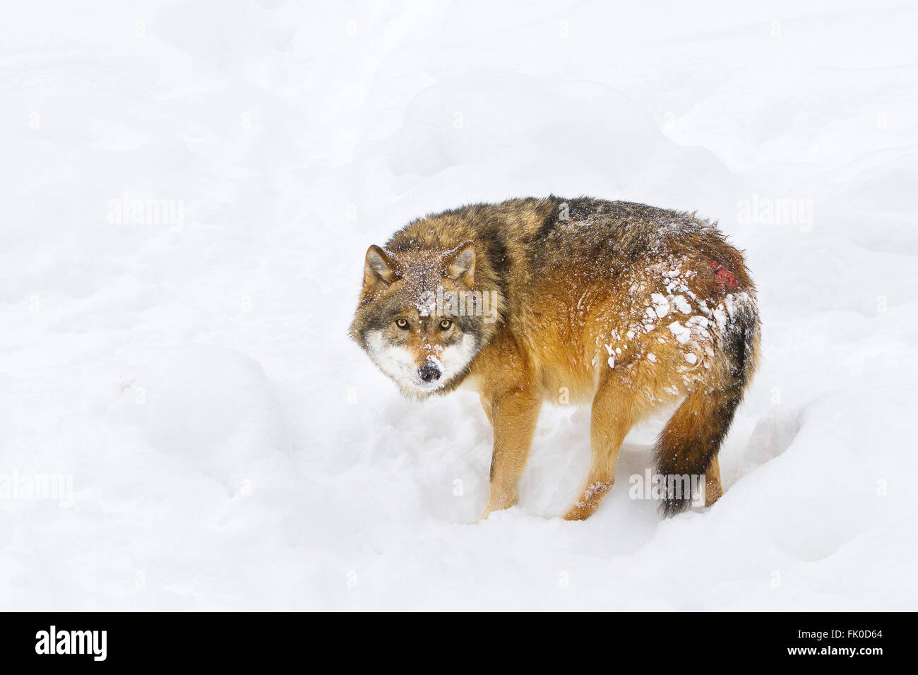 Erschrocken und Verwundeten europäischer Grauwolf (Canis Lupus Lupus) im Schnee in Deutschland-Nationalpark Bayerischer Wald in Europa Stockfoto