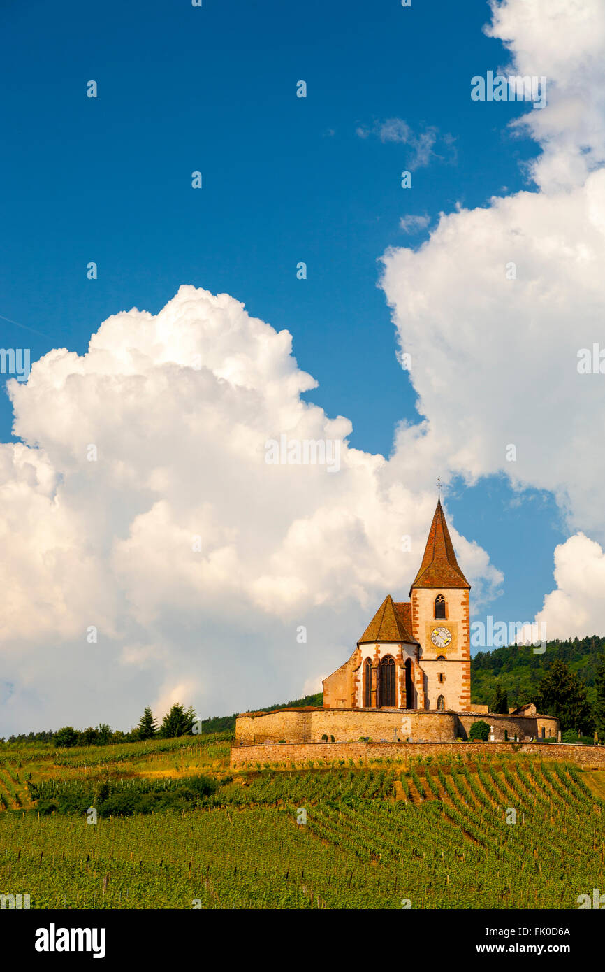 Weinberg-Landschaft mit der Kirche von Saint-Jacques-le-Gewalt im Hintergrund Hunawihr, entlang der Weinstrasse Elsass, Frankreich, Stockfoto