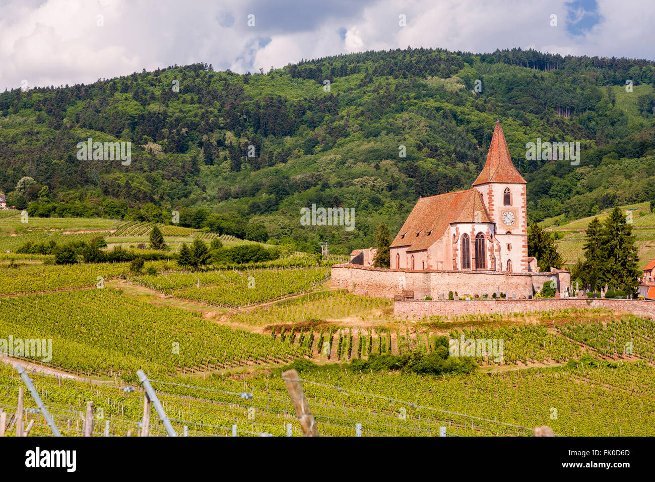 Weinberg-Landschaft mit der Kirche von Saint-Jacques-le-Gewalt im Hintergrund Hunawihr, entlang der Weinstrasse Elsass, Frankreich, Stockfoto