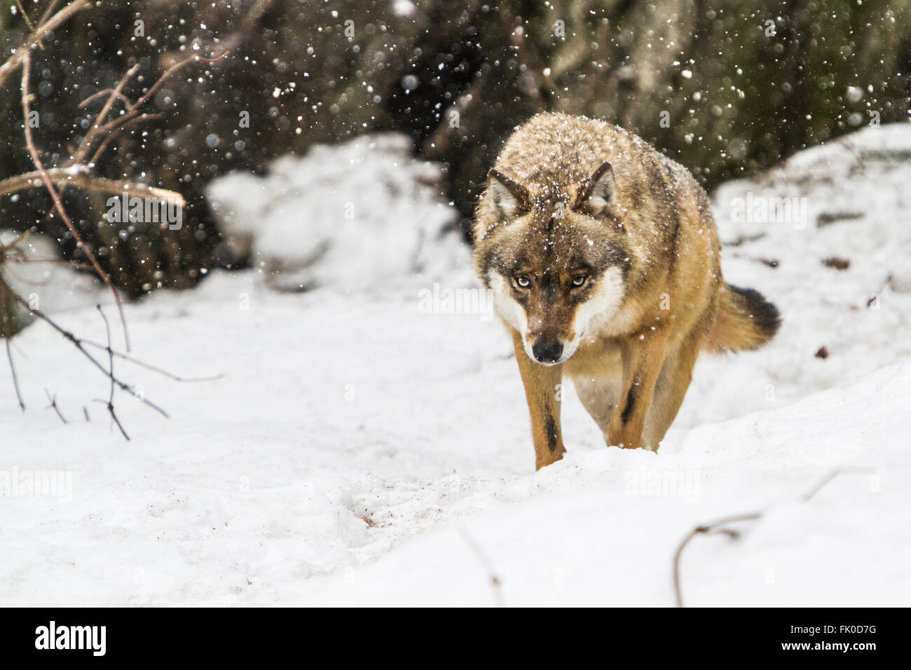 Europäischer Grauwolf (Canis Lupus) während eines Schneesturms im Wald wandern. Stockfoto