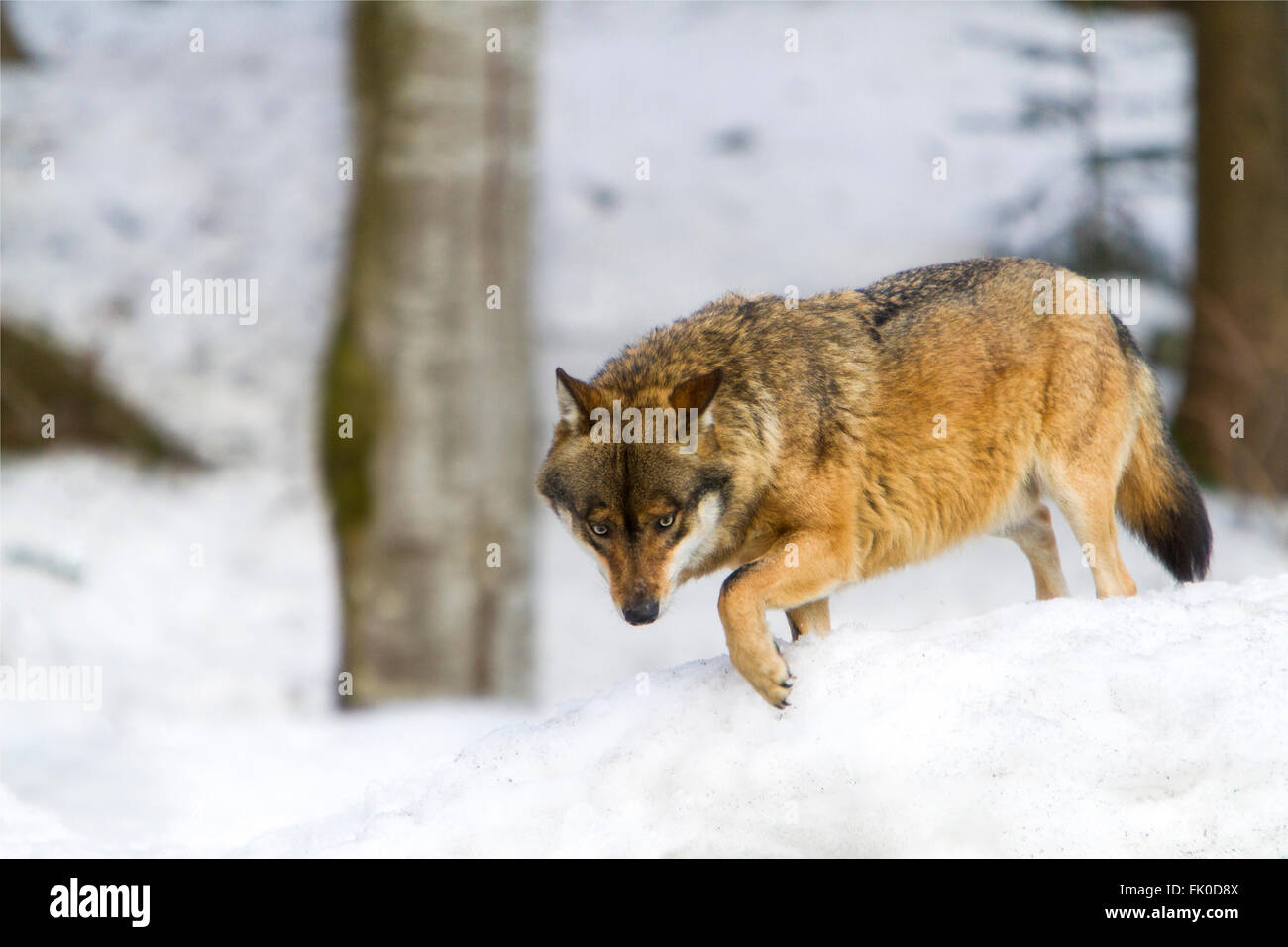 Europäische graue Wolf (Canis Lupus) zu Fuß in einen Summerurlaub Wald im winter Stockfoto