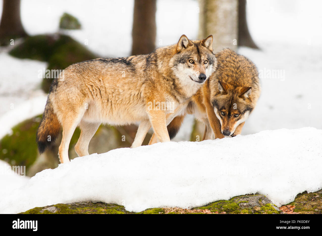 Zwei europäische Grauwolf (Canis Lupus) stehen im Schnee, Bayerischer Wald, Bayern, Deutschland Stockfoto