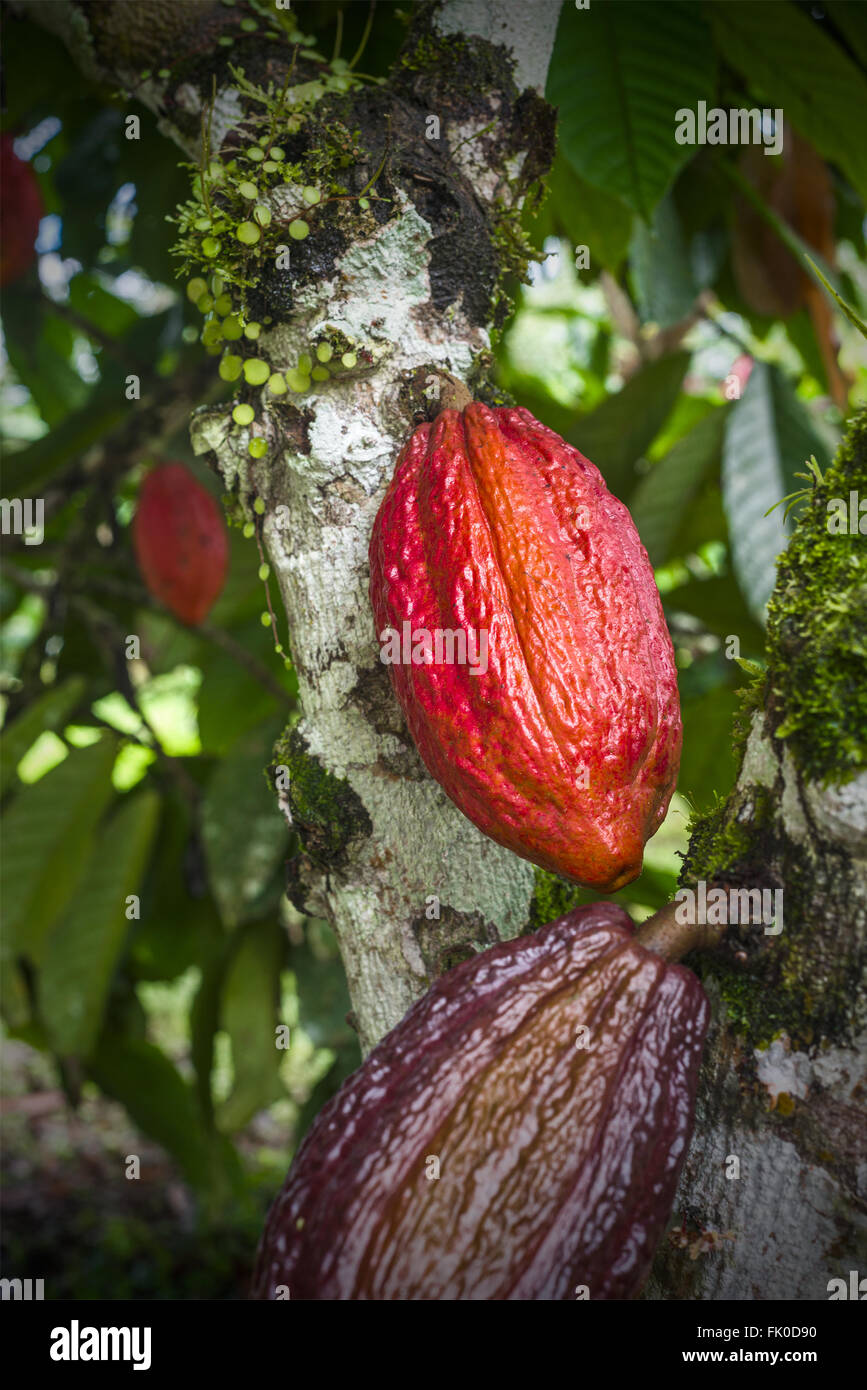 Ecuador Kakao Stockfotos und bilder Kaufen Alamy