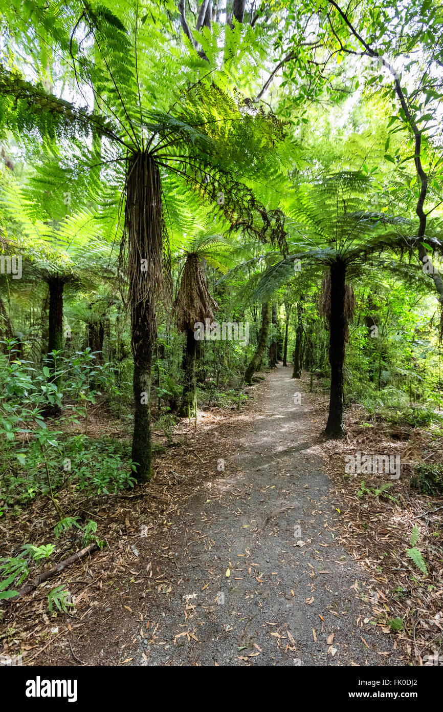 Der Farn Wald, Waitotara, Nordinsel, Neuseeland Stockfoto