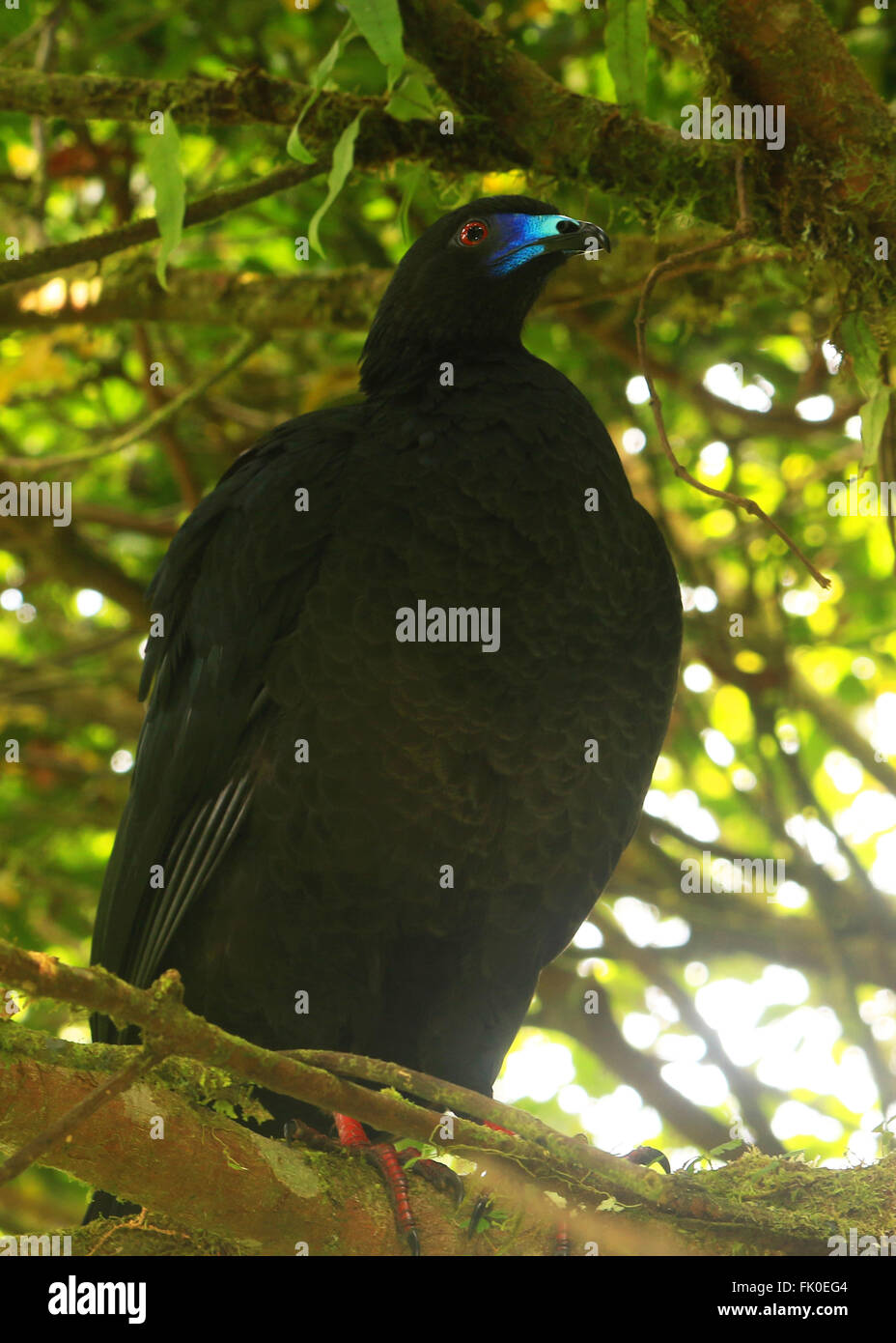 Guan schwarz mit einem hellen blauen Schein in einem Baum in Arenal, Costa Rica Stockfoto