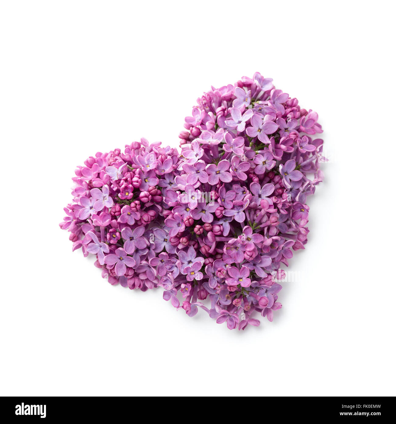 Blumen von einem lila in Form eines Herzens Stockfoto