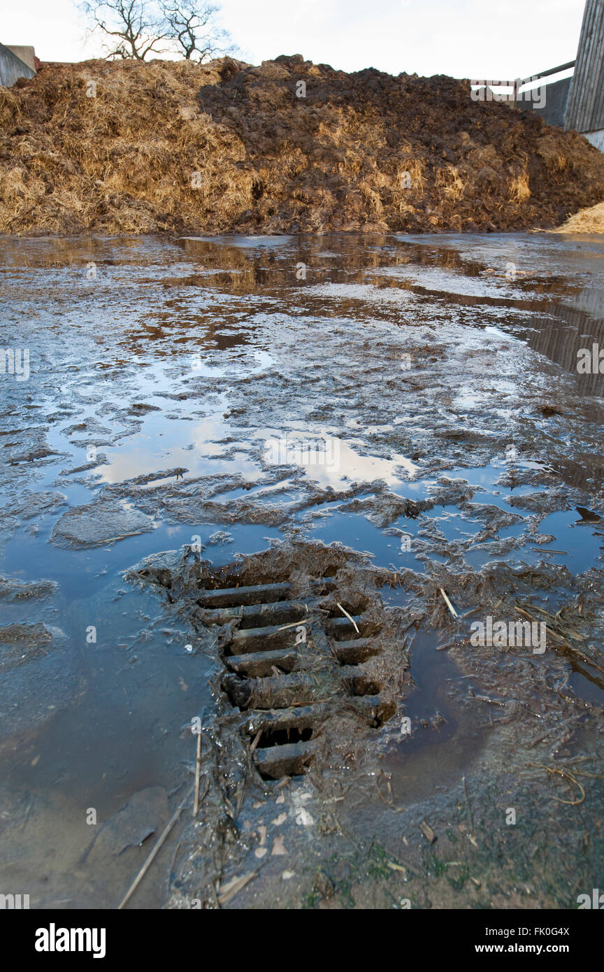 Abwasser aus einem Misthaufen gehen in einen Abfluss in eine Speichereinheit auf einer Milchfarm, Cumbria, UK ablaufen. Stockfoto