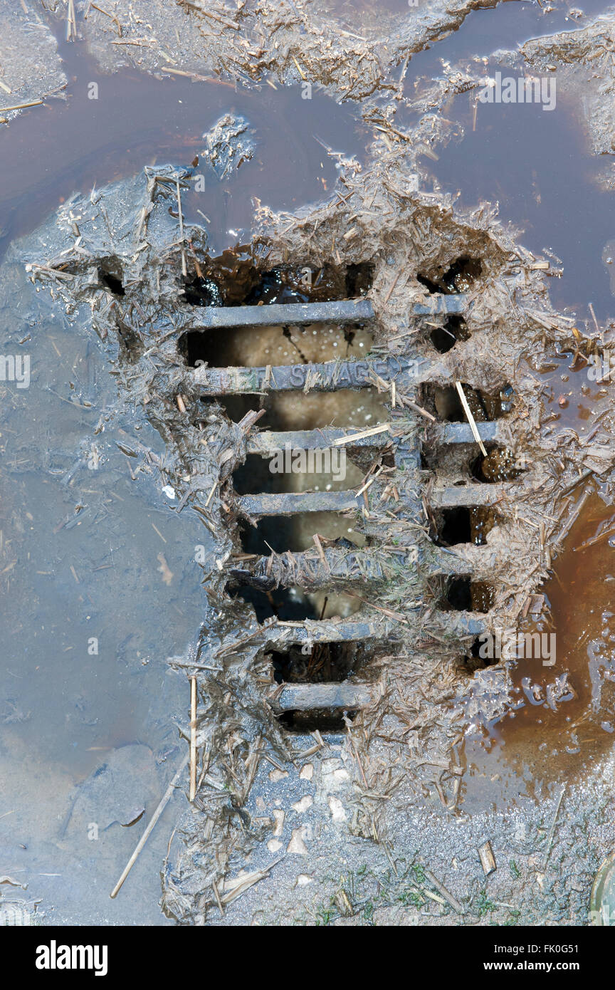 Abwasser aus einem Misthaufen gehen in einen Abfluss in eine Speichereinheit auf einer Milchfarm, Cumbria, UK ablaufen. Stockfoto