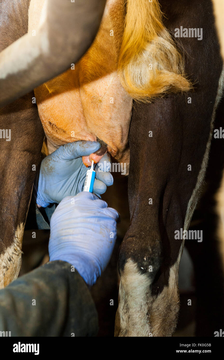 Inbetriebnahme Einer Molkerei Antibiotika Kuhe Euter Als Teil Der