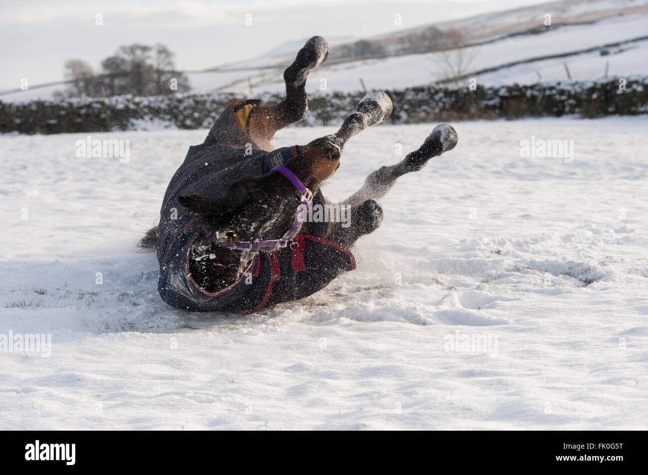 Pferd, mit Mantel, wälzen im Schnee. Yorkshire, Vereinigtes Königreich. Stockfoto