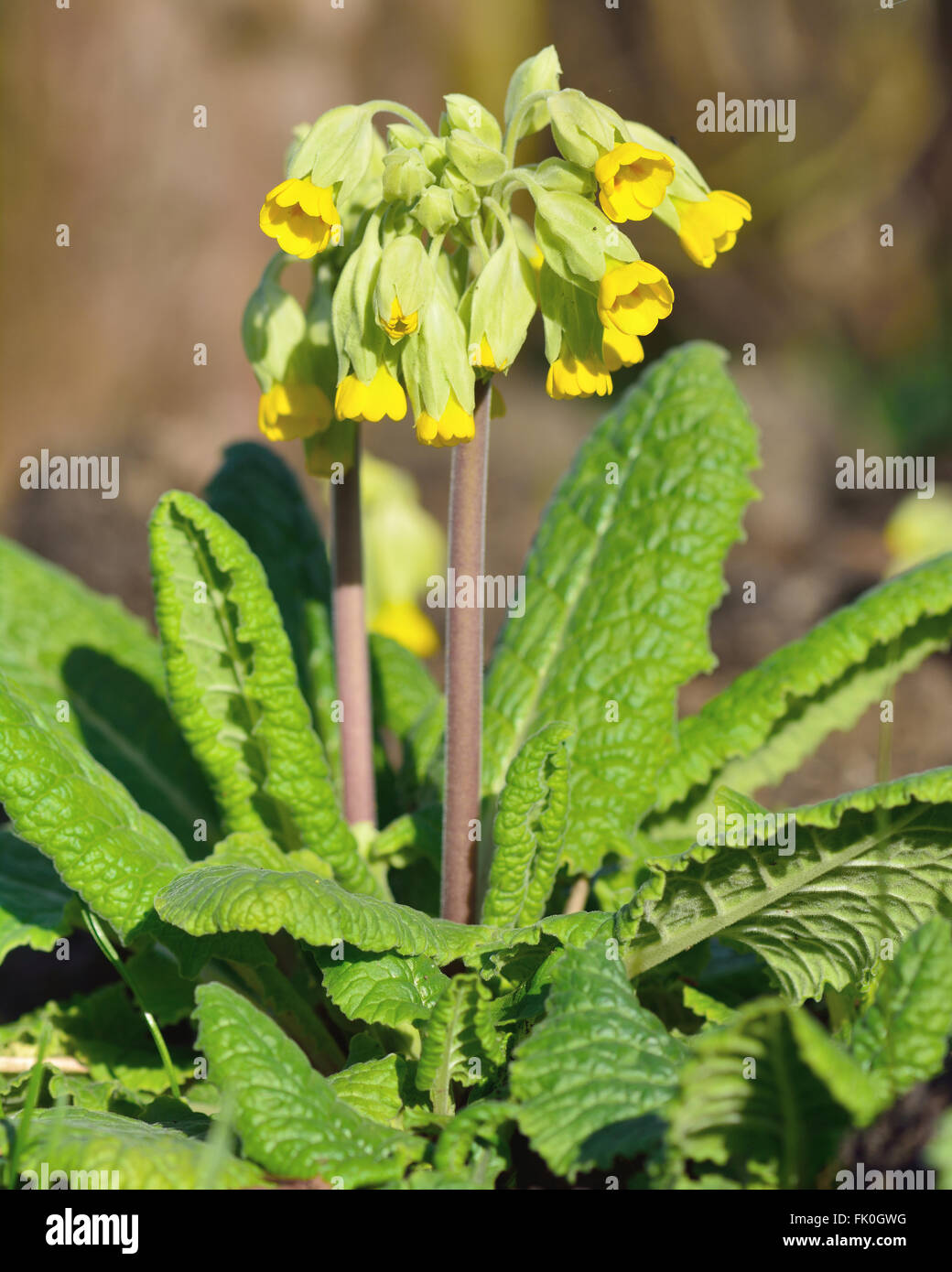 Schlsselblume (Primula Veris). Gelbe Feder Blume Pflanze in der Familie  Primulaceae, Blte in einem britischen Waldgebiet Stockfotografie - Alamy