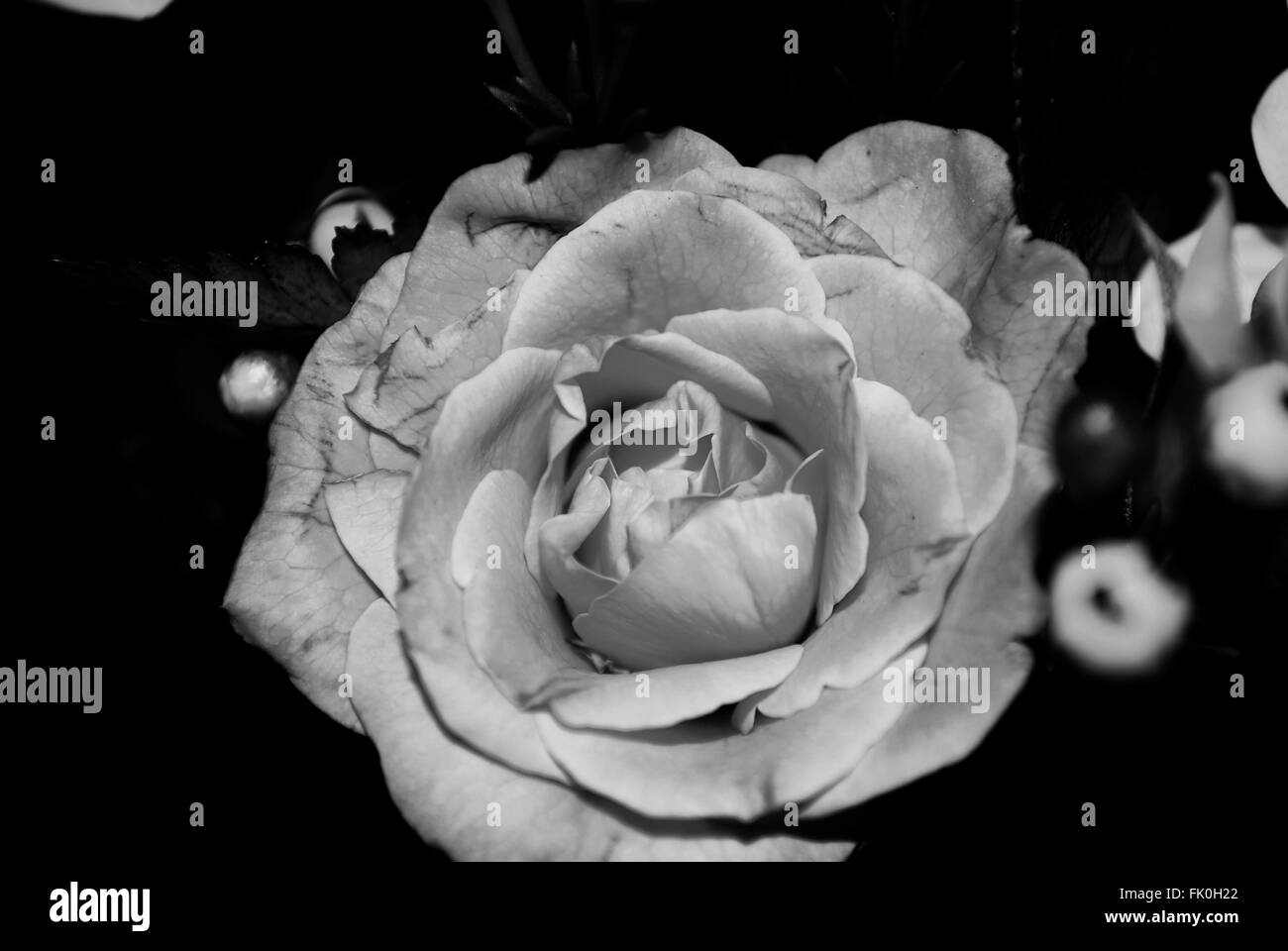 Schwarze und weiße rose Stockfoto